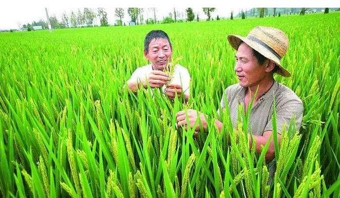 蓝月亮料全年资料